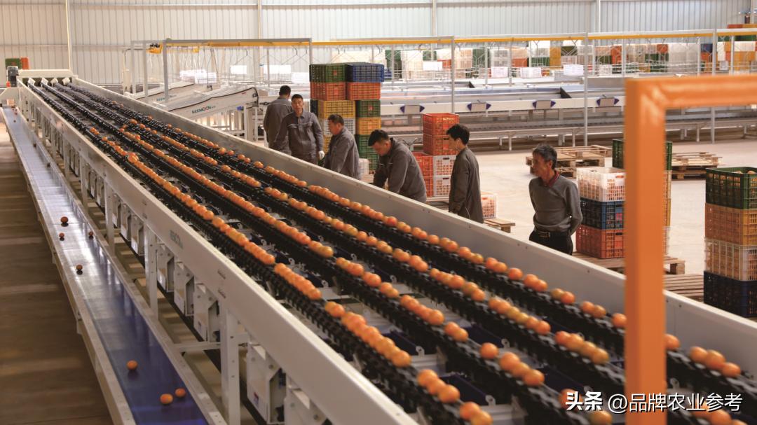 农参专访丨刘湘林：果子也能成股金！丹霞贡柑创新入股模式