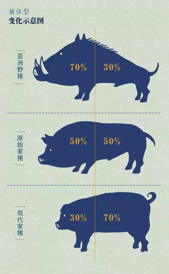 野猪老虎熊战斗力,一猪二熊三老虎谁最厉害