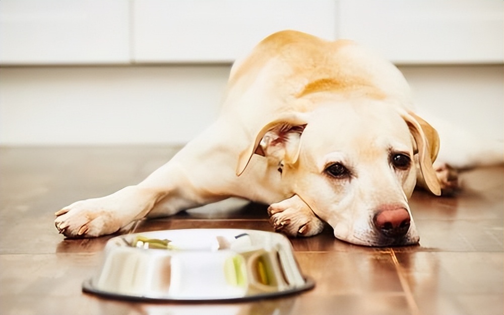 当主人生病时狗狗会怎么做,狗狗能感知主人生病么