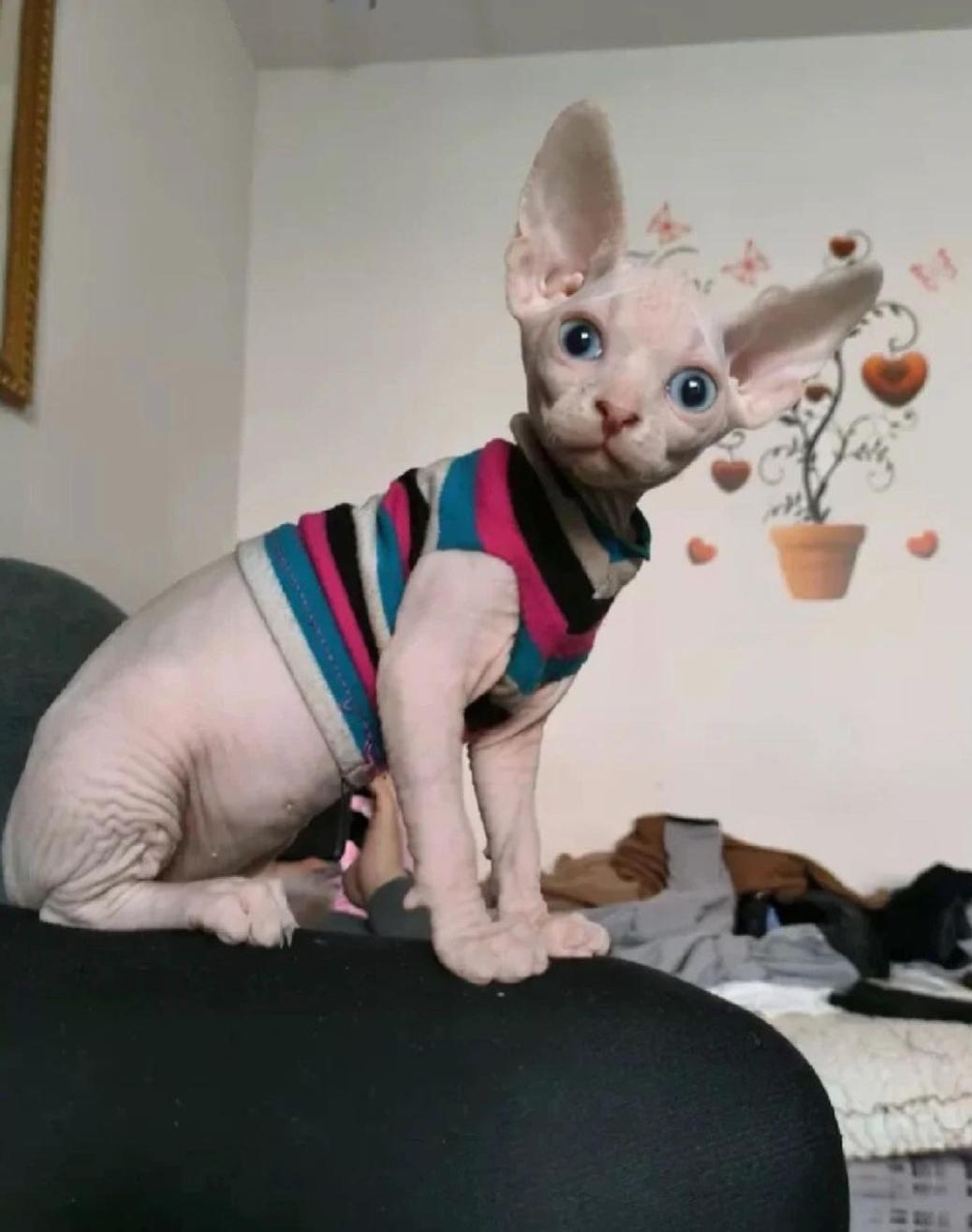 猫咪买什么品种的最好,宠物猫怎么挑选好的猫粮呢