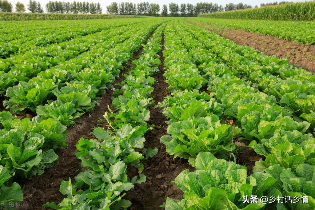 移栽菜苗前期怎么管理,移栽以后的菜苗为什么长势缓慢