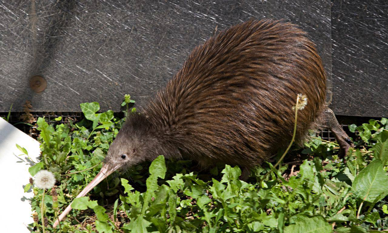 新西兰现状如何,新西兰的状况是什么
