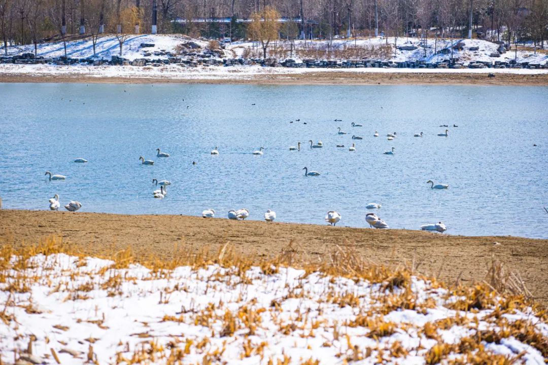 春雪初霁,春雪初霁杏花正芳月上夜吟