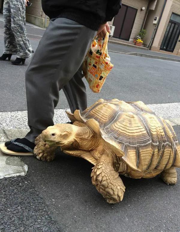 那些年被爷爷奶奶带大的宠物,爷爷奶奶养大的宠物治愈瞬间