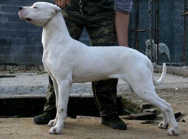 大狗禁养品种,大狗不让养只能送人