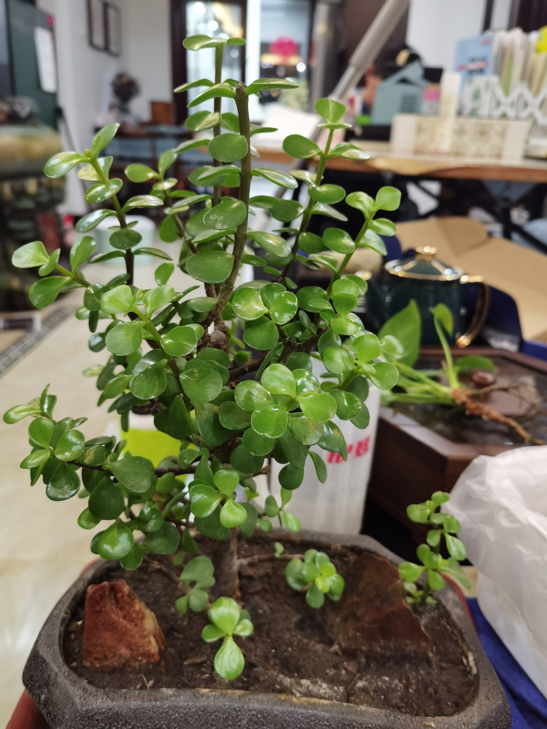 5月份给金枝玉叶换盆,金枝玉叶剃头后怎么才能快速生长