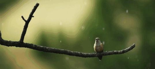 中国常见的斑鸠,斑鸠为何很少看到斑鸠巢穴