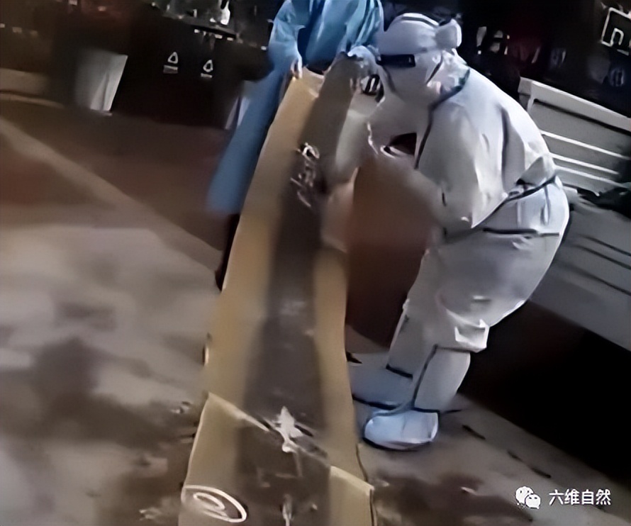 抓捕过最长的蟒蛇,最长蟒蛇视频真实