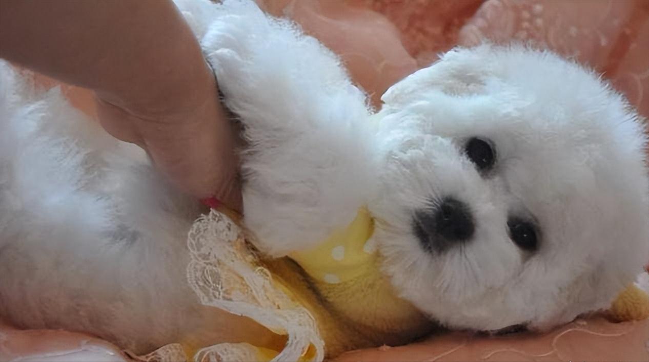 比熊犬老是转圈是什么意思,比熊犬老是翻跟头是什么意思