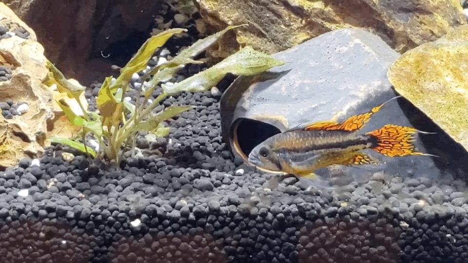 热带观赏鱼图片唯美大全,热带观赏鱼动图