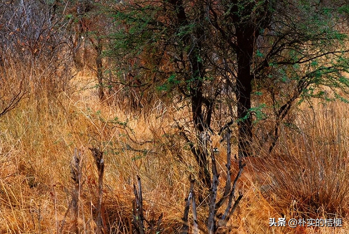 图片里找到7种动物,找到图片中的所有动物