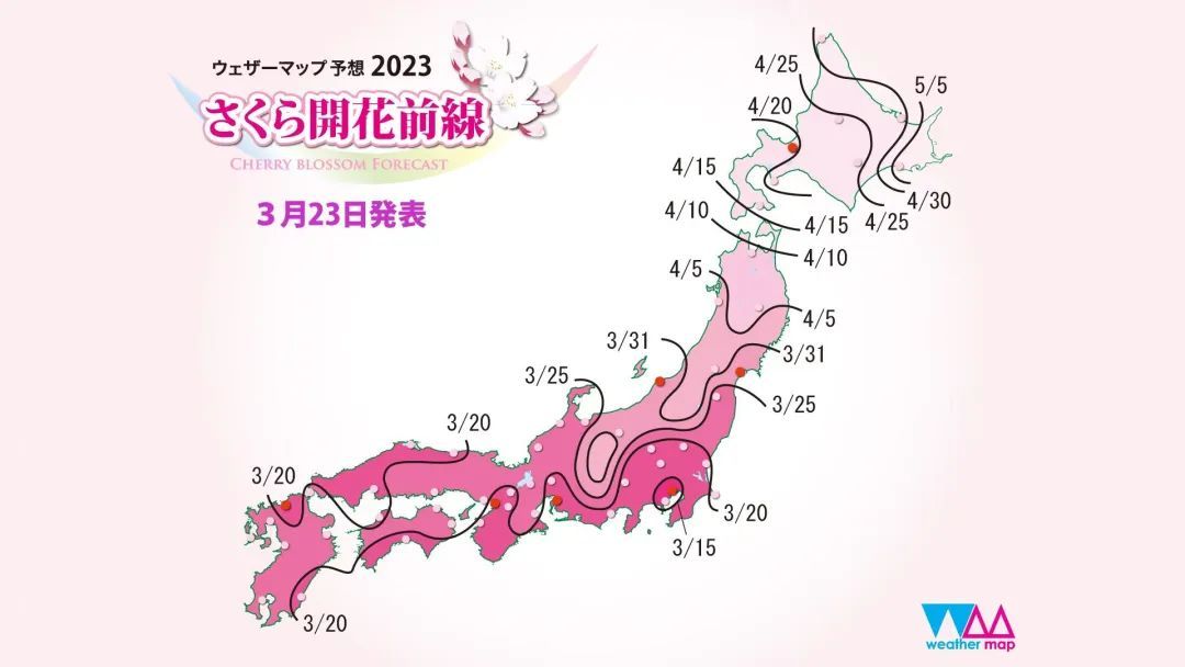 今年日本樱花还能看吗,日本4月底还有樱花看吗