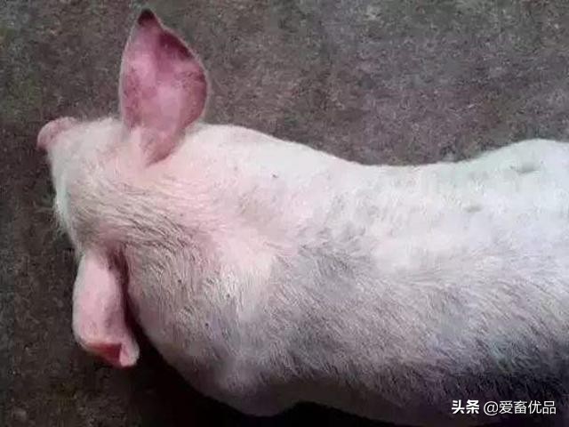猪耳朵边发紫怎么治疗,猪耳朵发红是什么病怎么治疗
