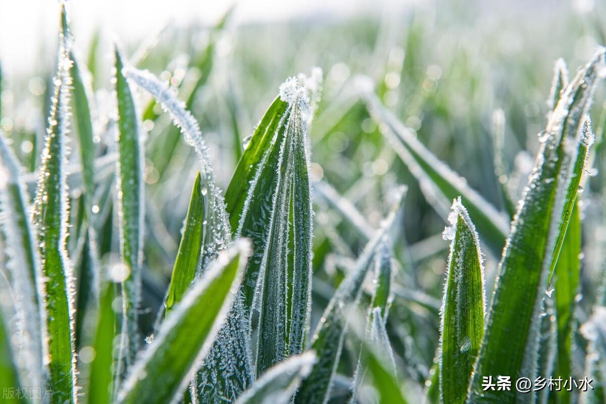 八月初一下雨意味什么,一月初八下雨有什么预兆吗