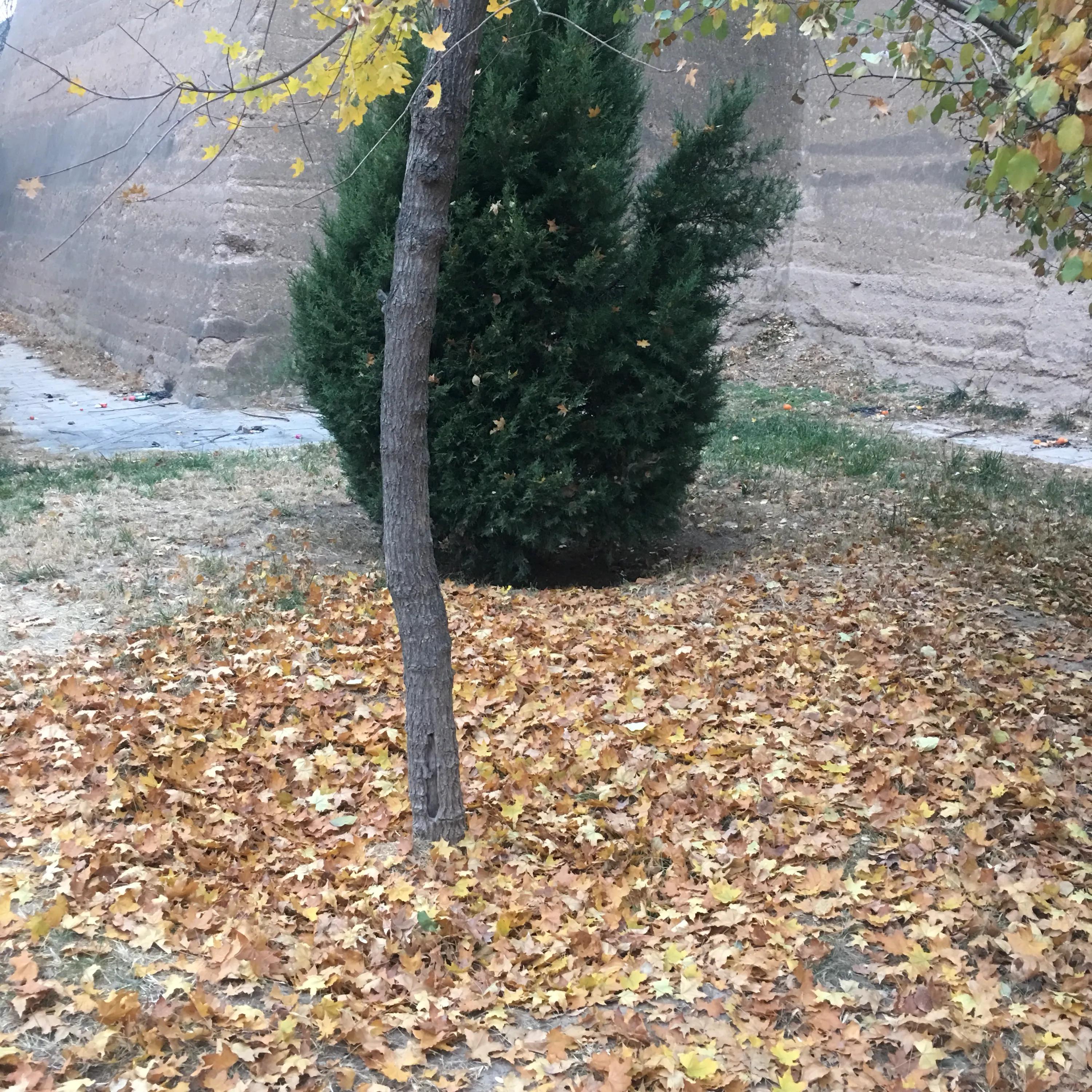 秋韵的祝福,秋韵中的快乐