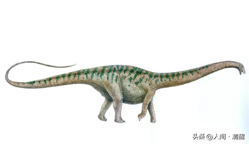 蜥脚类恐龙长什么样子,各种蜥脚类恐龙大小比较
