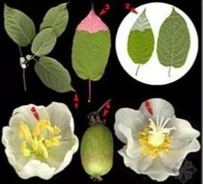 秦岭野生猕猴桃花,秦岭野生猕猴桃什么时候上市