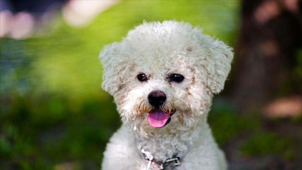 比熊泪痕怎么去除5个小窍门,比熊泪痕严重四大办法轻松消除