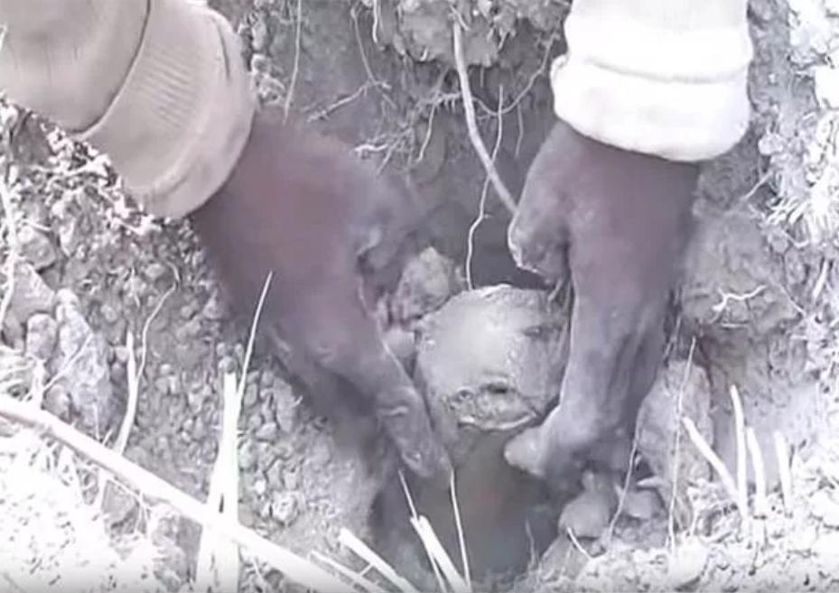 灭绝史前鱼类被发现,史前第一次生物灭绝