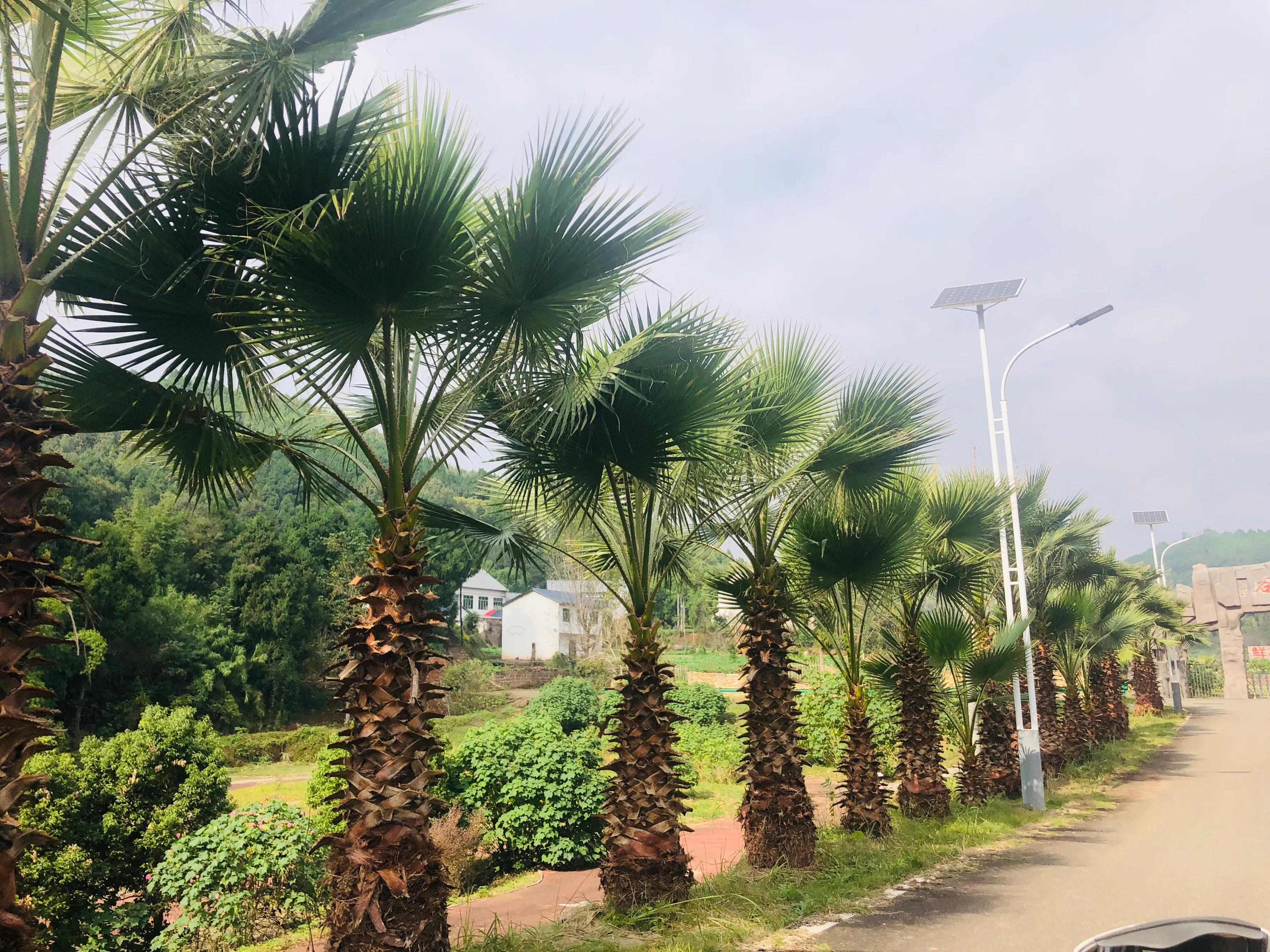 閲戝爞椴滆姳灞辫胺鍊煎緱鍘诲悧,閲戝爞椴滆姳灞辫胺娓歌