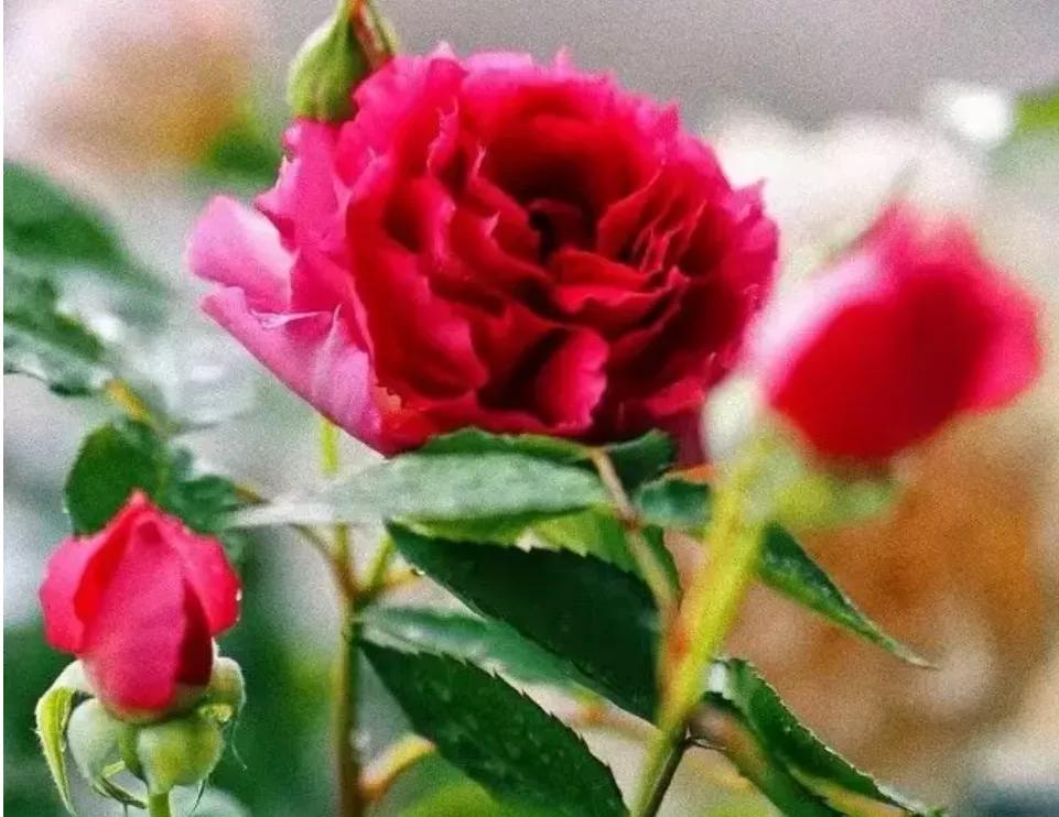 看了2022年平均工资，才知道最吃香的就业专业是哪些