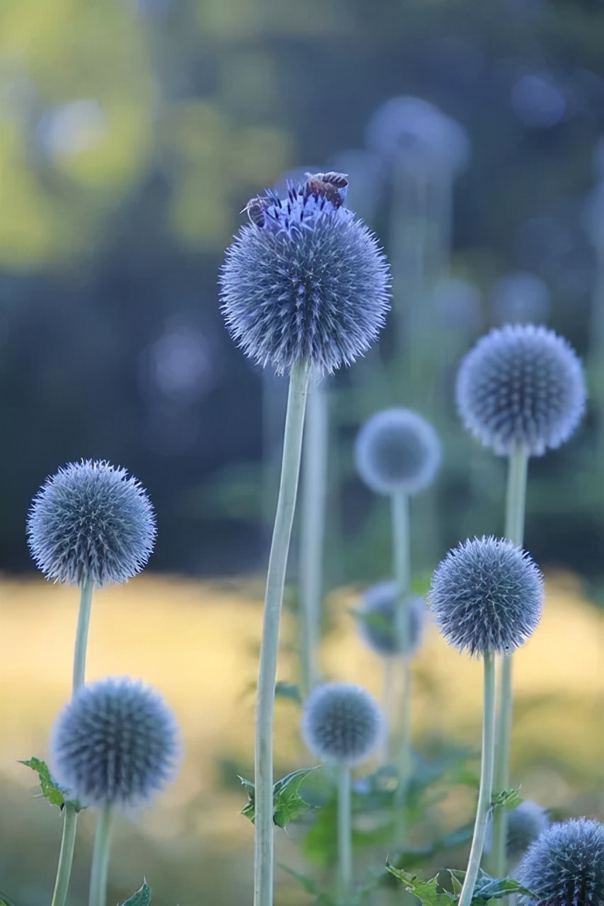 闀垮緱鍍忚冻鐞冧竴鏍风殑妞嶇墿,鍜岃冻鐞冩湁鍏崇殑妞嶇墿