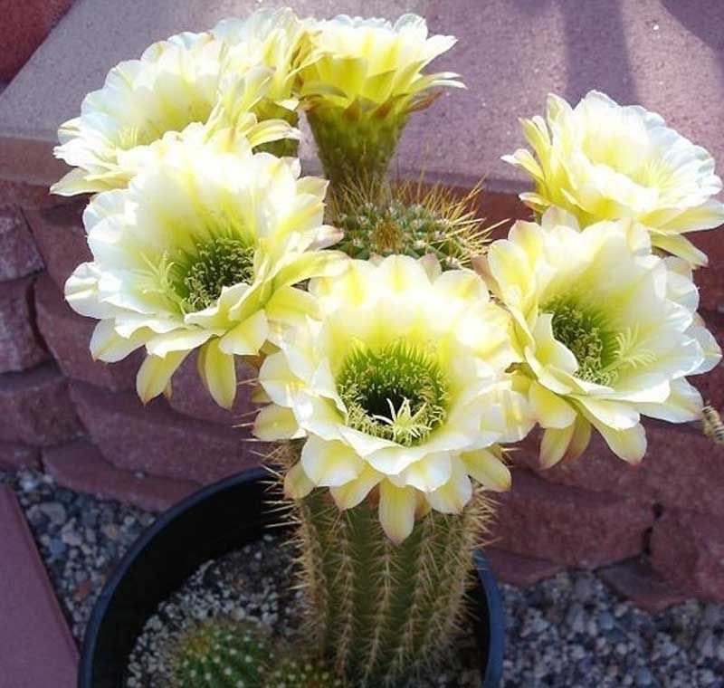 毛花柱仙人球品种大全,顶级精品仙人球花