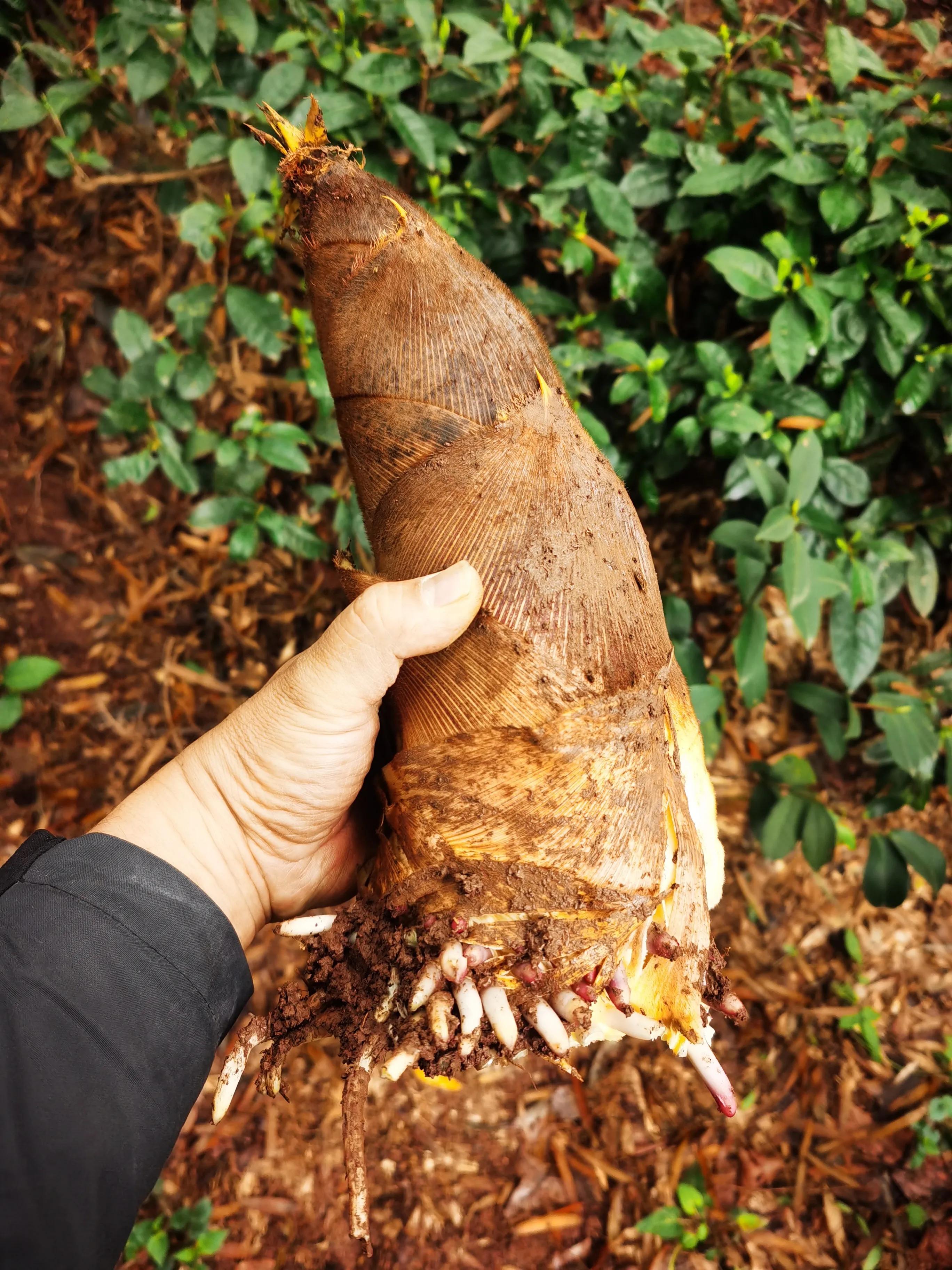 绍兴最好的笋丝梅干菜制作方法,浙江笋丝梅干菜的家常做法