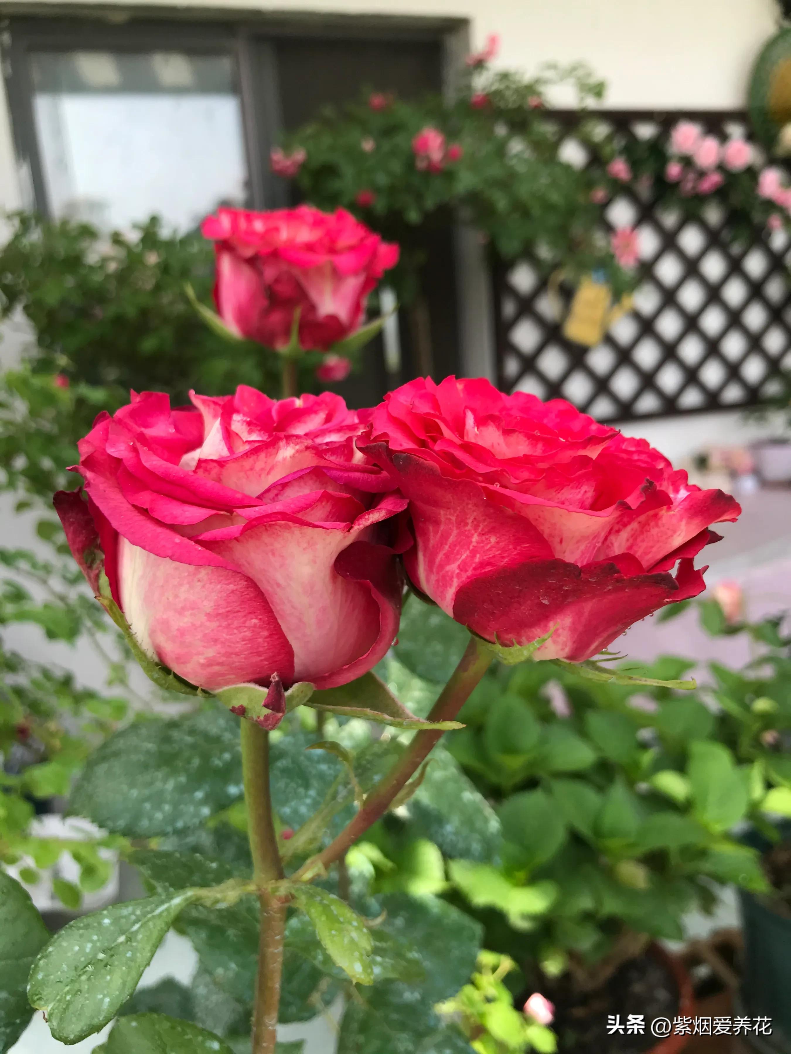 男人送女人一枝红色玫瑰花,送你永不凋谢的玫瑰花