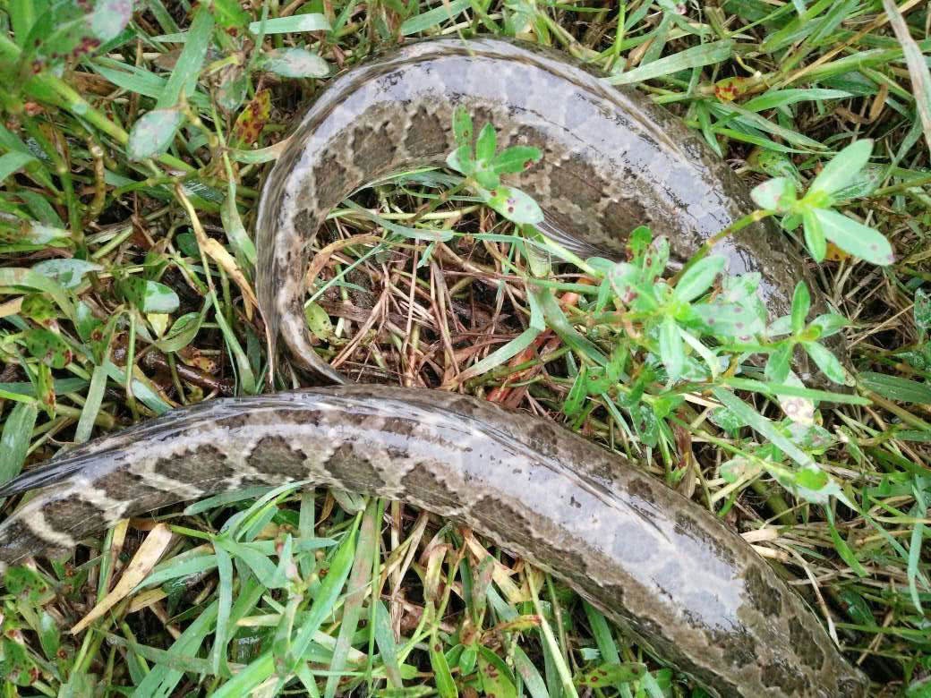 能做刺身的淡水鱼类大全,适合做刺身的淡水鱼有哪些