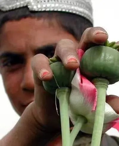 *粟罂**花,珍爱生命,远离*品毒**|花名册No.00076