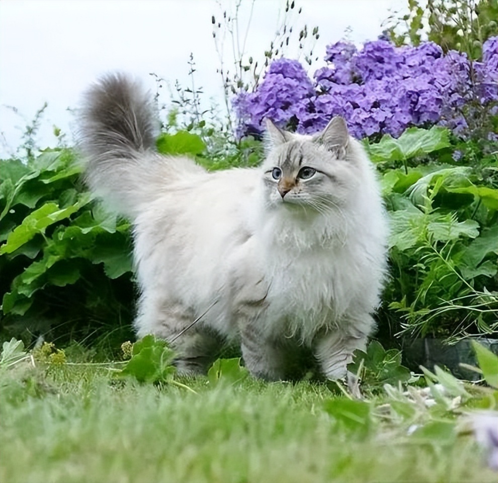 西伯利亚森林猫和挪威猫的区别,俄罗斯猫西伯利亚猫