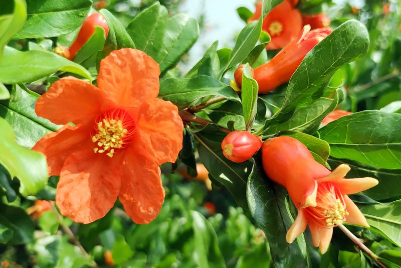 速来，这个初秋，你和石榴有个约会