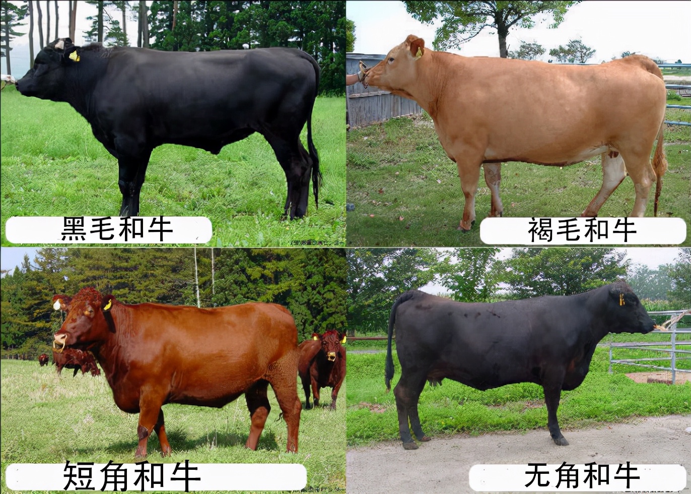 和牛是怎么培育出的,日本人是如何培育出和牛的