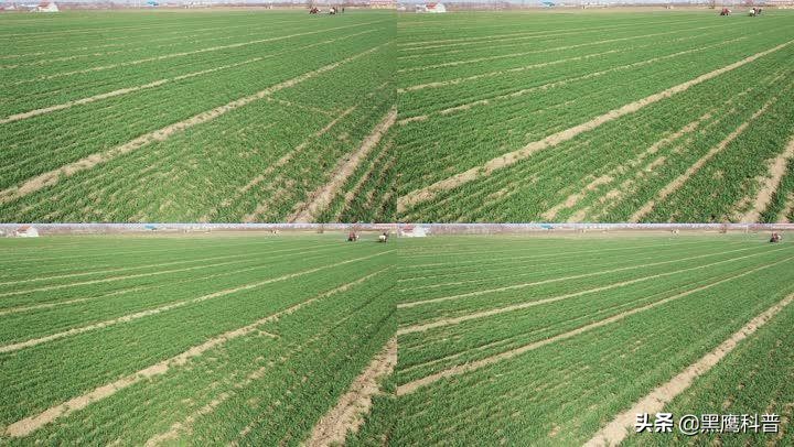 割青麦事件感想,割青麦做青饲料事件