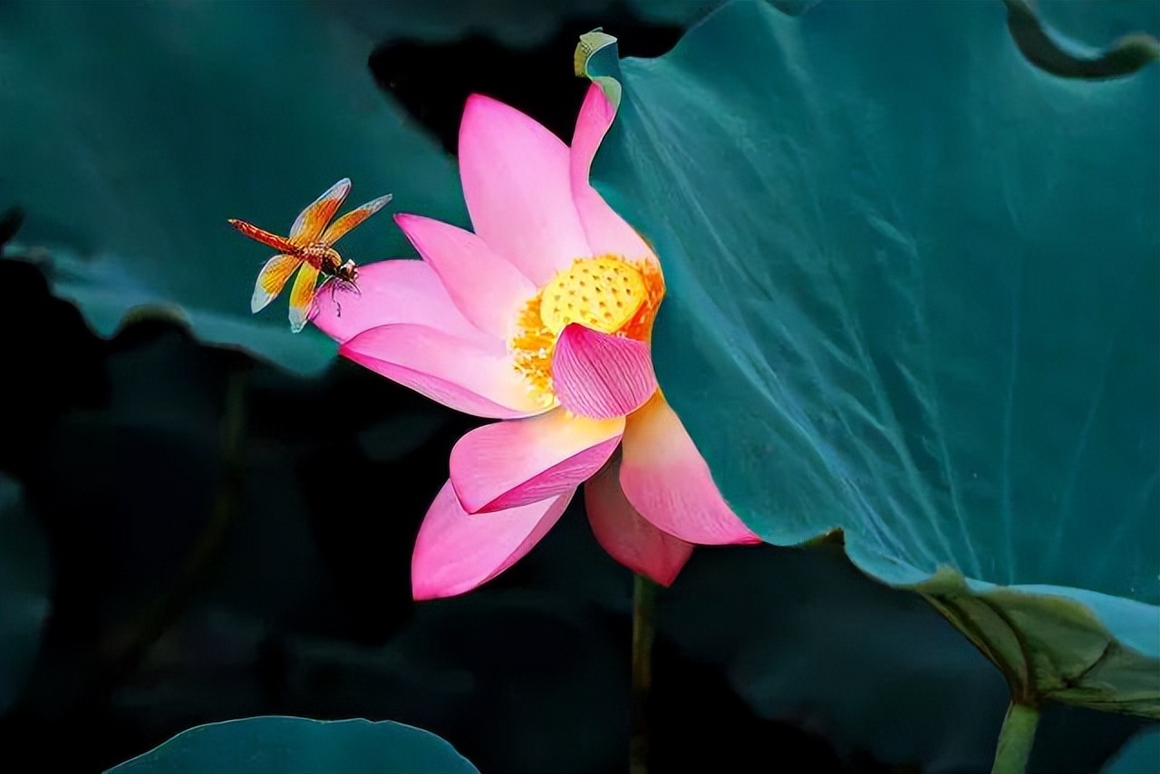 夏日清晨阳光唯美的古诗词,炎炎盛夏的古诗词