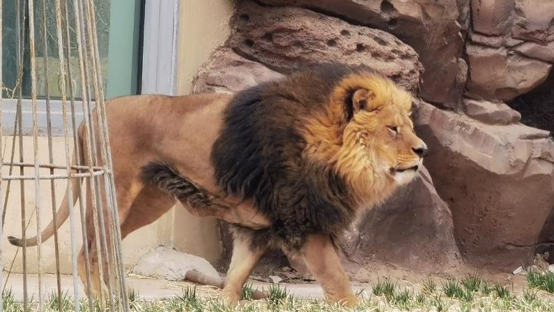 武威荒漠动物园,武威荒漠野生动物园通票