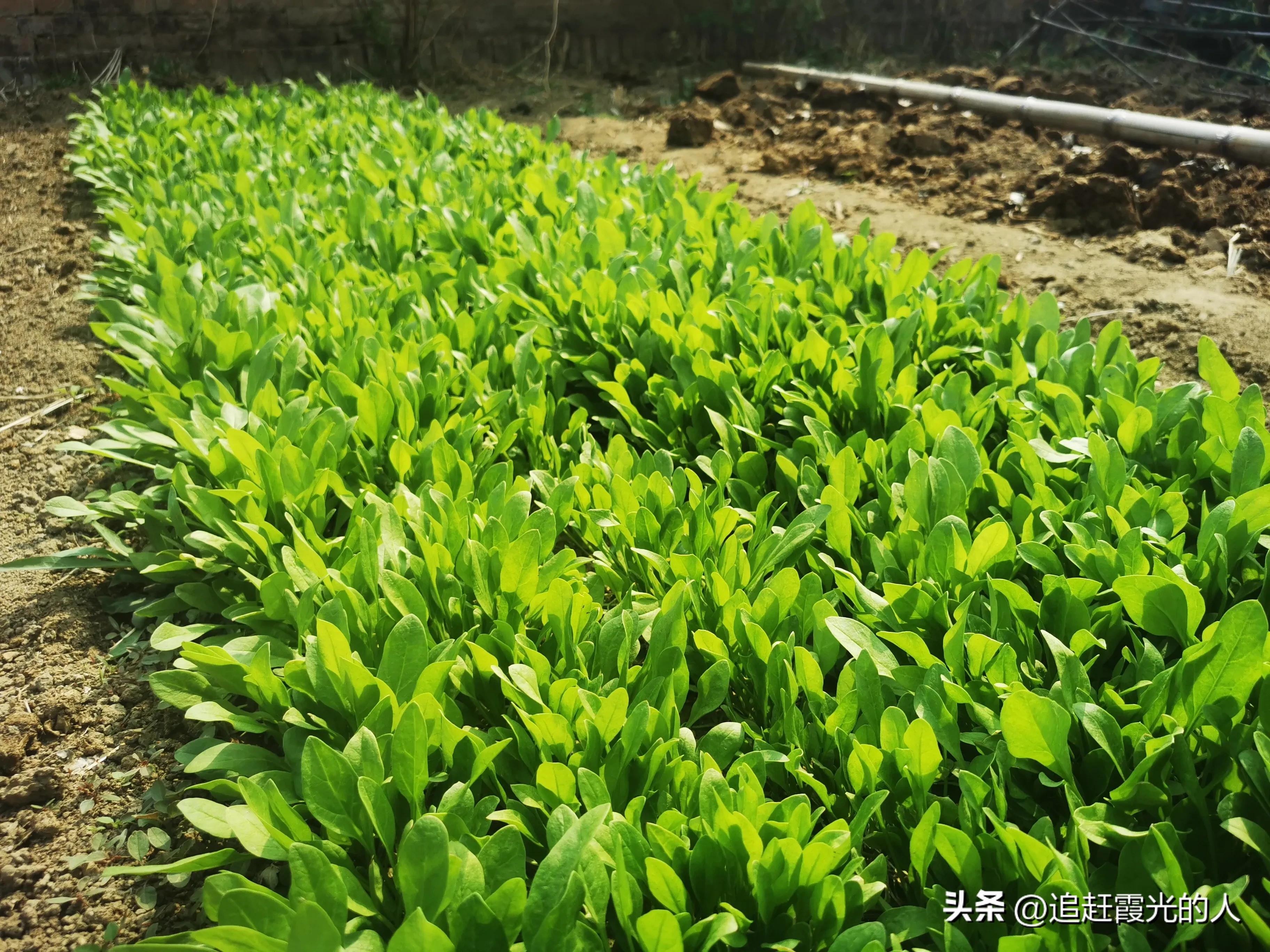 在哪里能租到北京的农家小院,北京哪里可以租农村小院