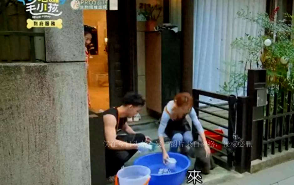台综女星给狗洗澡，却被频繁拍胸部，画面多次走光，网友：故意的