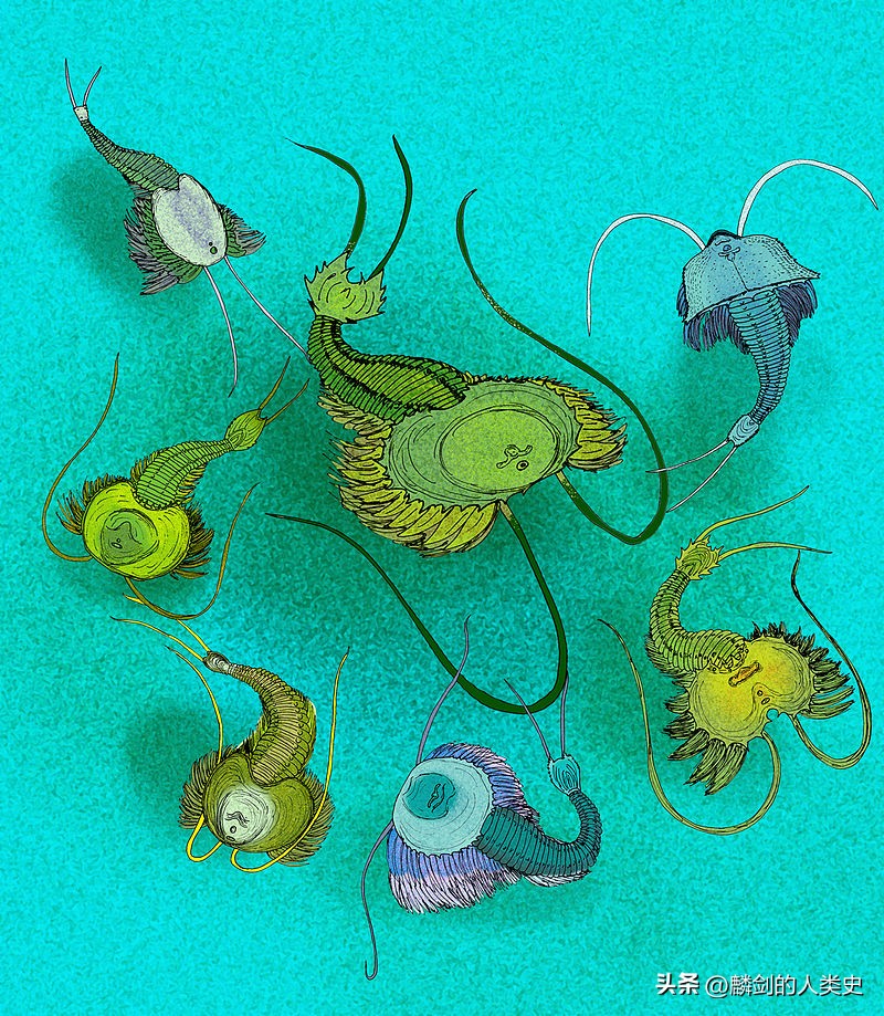 动物界的纲类划分,动物界大全