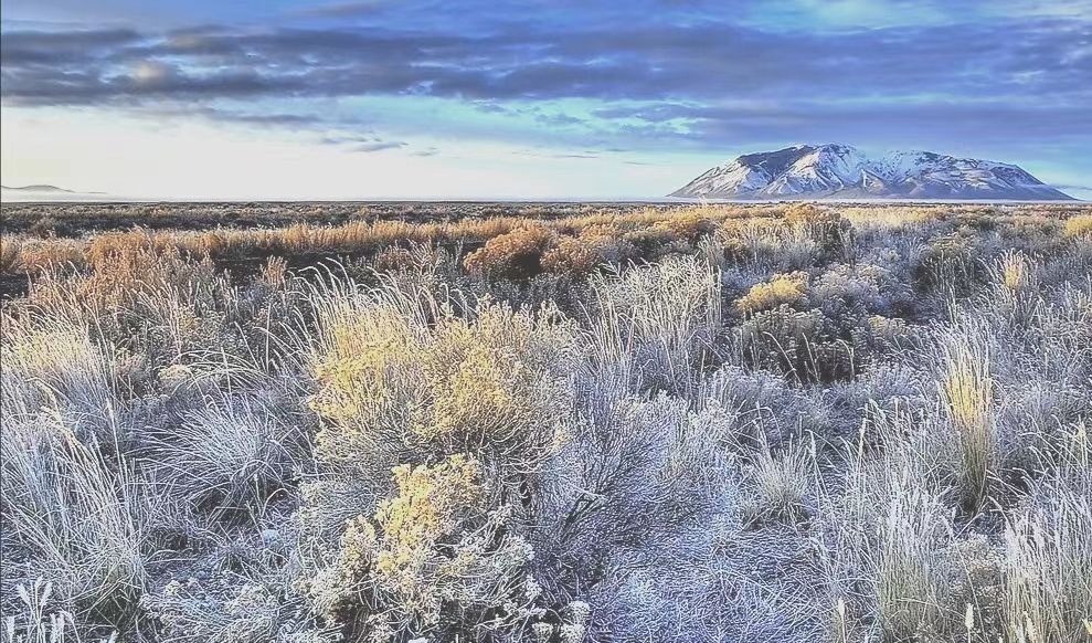 无言的战友（一）作者/齐石