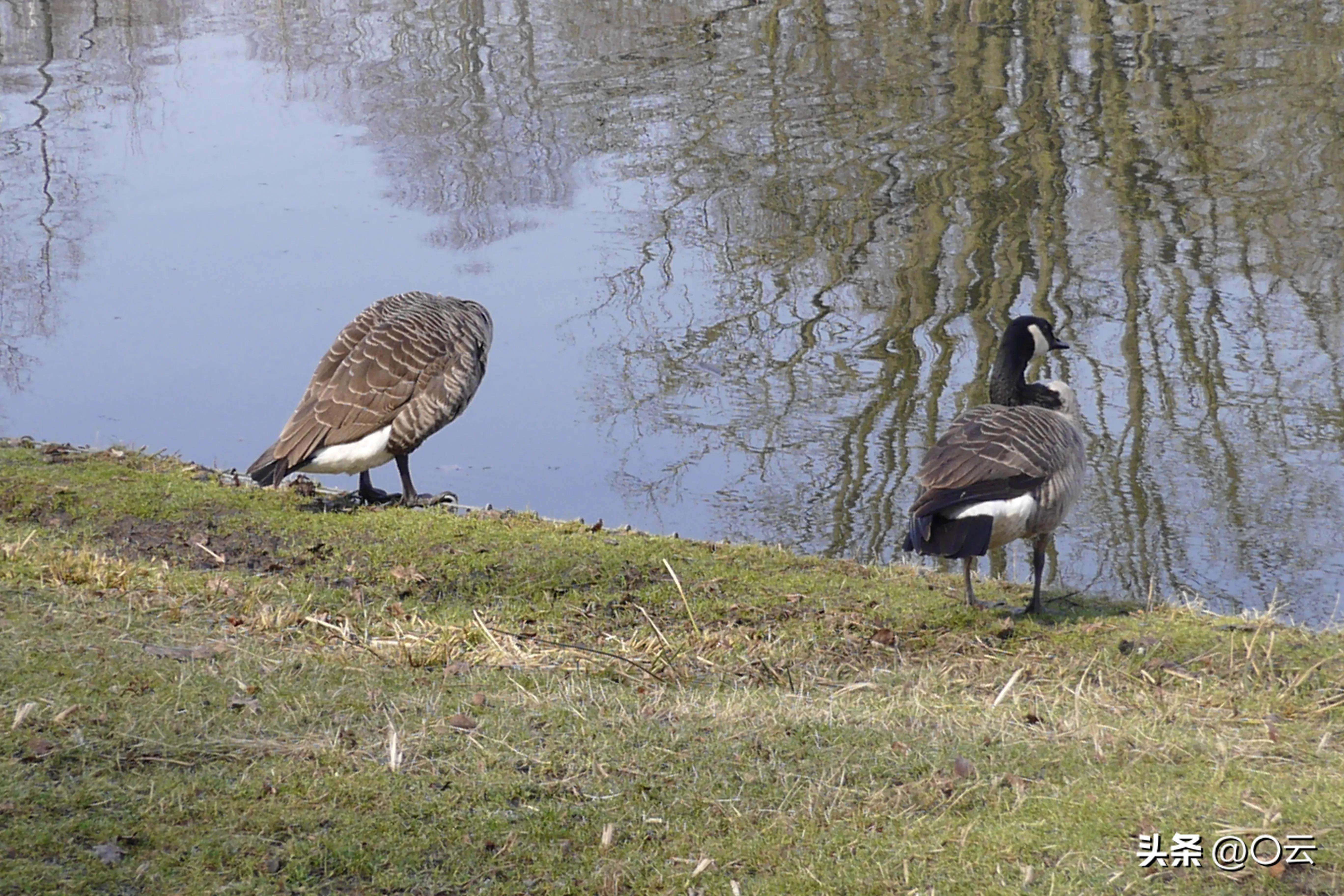 手机大底就是一个无底洞，m43就是下一个，只不过是商家的套路