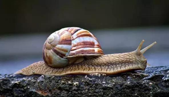 都是蜗牛，法国蜗牛与非洲蜗牛有啥不同？原来相差这么大，涨知识