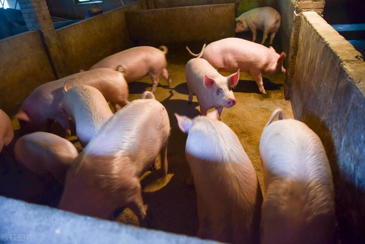 猪价回调养殖,养牛前景及2024年猪价预测