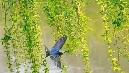 折柳送别古诗词,古诗词送别朗诵