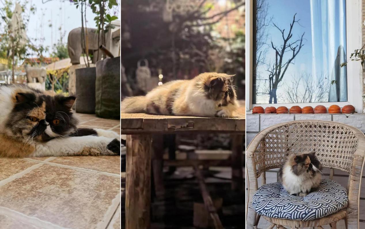 张颂文田园生活,张颂文住的院子什么样子的