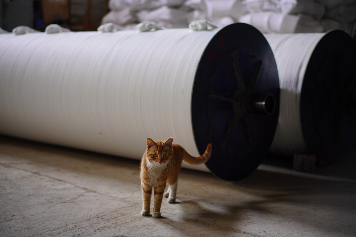 辽宁国家粮仓遭鼠患，员工训练流浪猫当兵入伍，厂内上演猫鼠大战