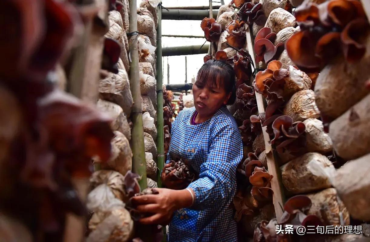 种植木耳和野生木耳,种植木耳的技术要点是什么