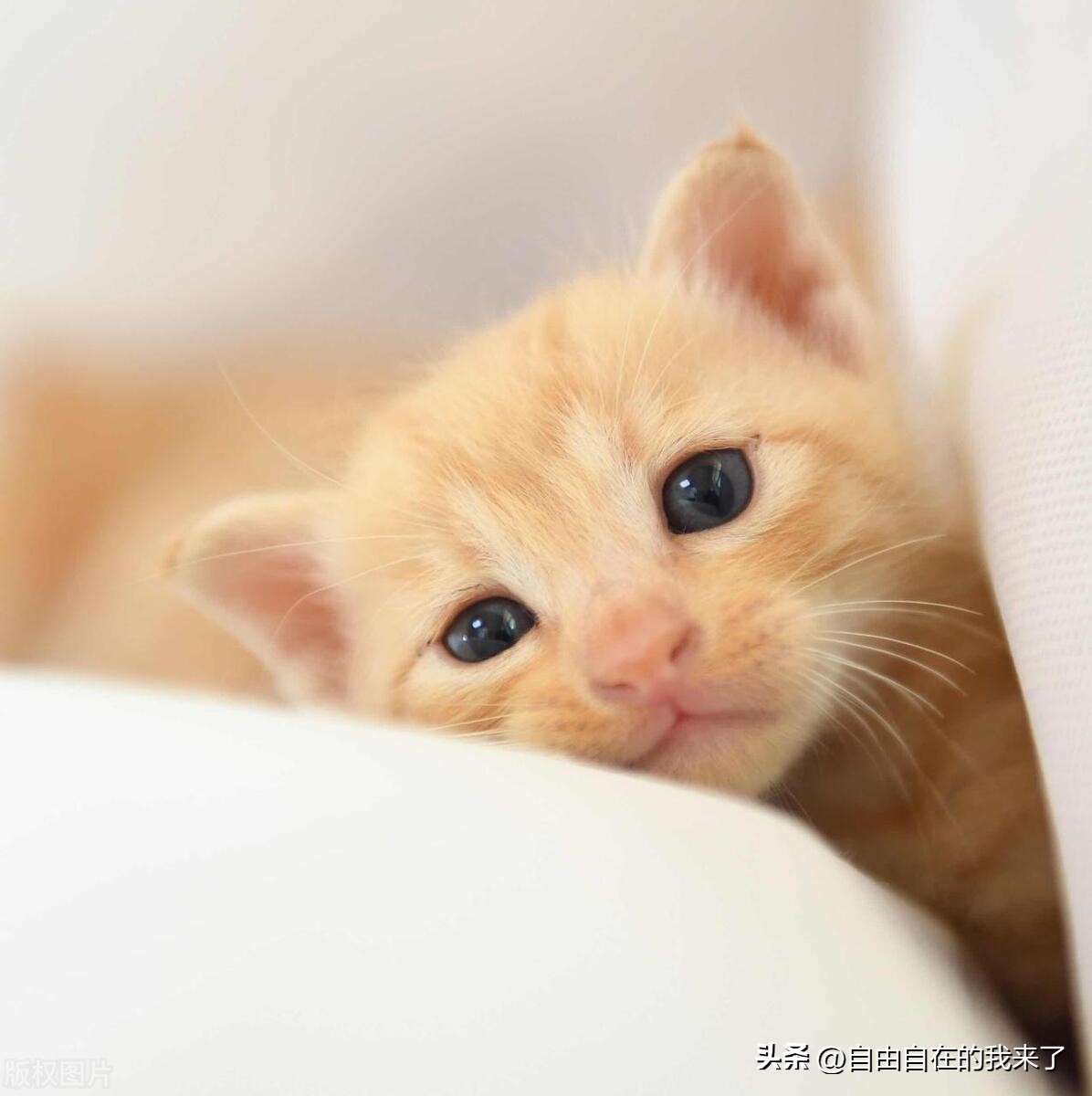 猫咪感冒发烧保险能不能用,猫咪感冒主人花了五六千没治好