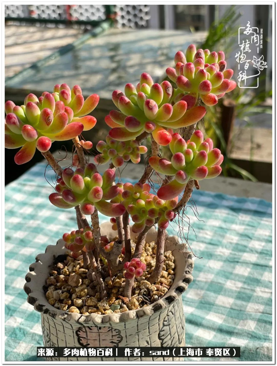 养点花草给生活添点乐趣,养点花花草草心情自然会好